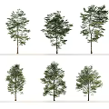 Various Arbor Trees in Different Forms Isolated on White Background 3d model