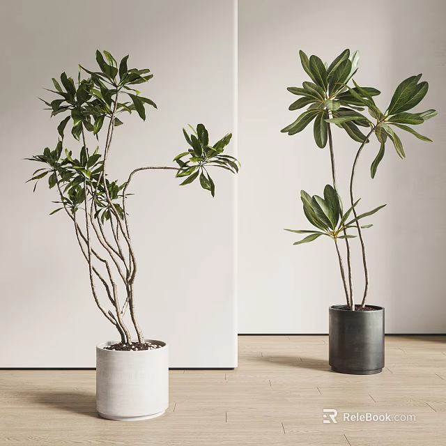 Leafy Indoor Potted Plants in White and Black Pots with Slender Branches and Green Leaves 3d model 