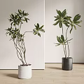 Leafy Indoor Potted Plants in White and Black Pots with Slender Branches and Green Leaves