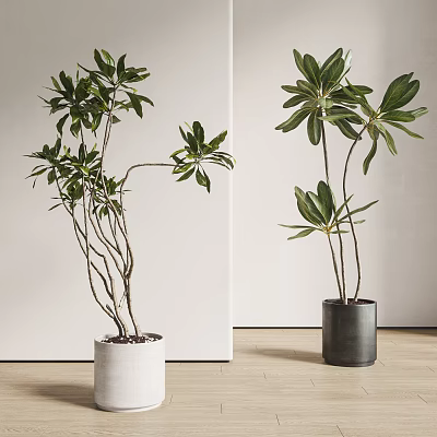 Leafy Indoor Potted Plants in White and Black Pots with Slender Branches and Green Leaves 3d model