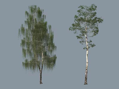 Tall Birch Trees With Slender White Trunks And Lush Green Foliage 3d model