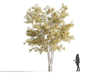 Tall Arbor Tree With Yellow Leaves White Trunk And Silhouette Of A Person 3d model