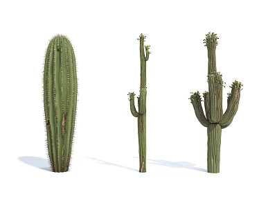 Green Cactus Potted Plants With Various Tall Stems And Unique Shapes 3d model