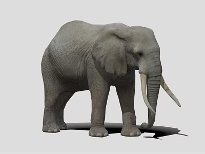Gray African Elephant With Large Ears Long Trunk And White Tusks Isolated On Gray Background 3d model