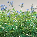 Vibrant Blue Flowers And Lush Green Leaves In Natural Garden Setting