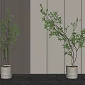 Bonsai Potted Plants With Green Leaves And Branches In White Textured Pots Modern Gray Wall