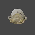 Animal Skull With Markings Displayed At Nature Lab University Of Nevada