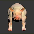 Realistic Pink Pig Standing On Smooth Black Surface With Reflection 3d model