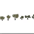 Six Various Olive Trees With Green Foliage And Textured Trunks For Landscape Design