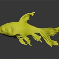 Red and White Goldfish with Transparent Fins Red Spots Isolated on Dark Background with Reflection