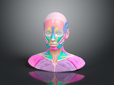 Muscle Human Muscle Human Muscle Human Muscle Tissue Human Organ 3d model