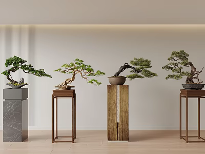 Bonsai Trees Display With Marble And Wooden Stands Against Light Colored Wall And Wooden Floor 3d model