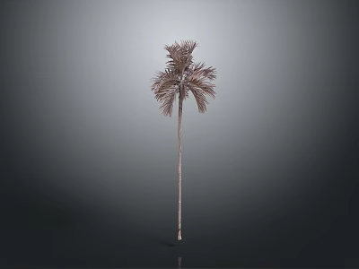 Isolated Palm Tree With Slender Trunk And Brownish Leaves Against Gray Black Gradient Background 3d model