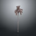 Isolated Palm Tree With Slender Trunk And Brownish Leaves Against Gray Black Gradient Background