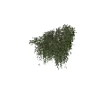 Lush Indoor Living Plant Wall With Hanging Vines And Green Leaves