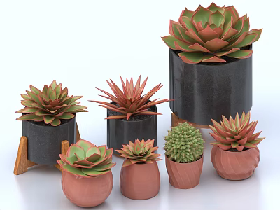 Various Succulent Bonsai Potted Plants in Black and Brown Decorative Pots 3d model