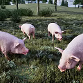 Four Pink Reptiles Foraging On Sunlit Green Grassland Habitat