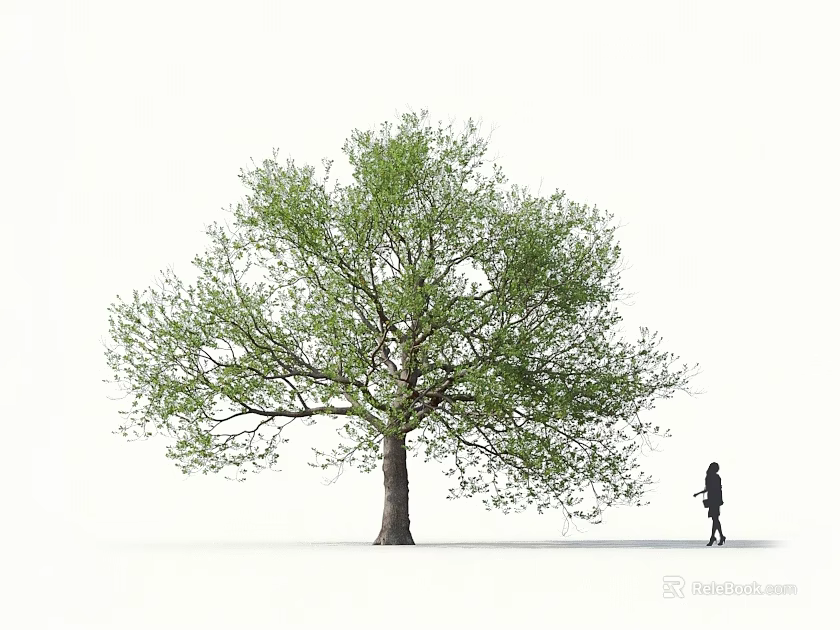 Green Arbor with Lush Foliage Thick Trunk and Person Walking Under White Background 3d model 