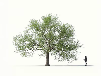 Green Arbor with Lush Foliage Thick Trunk and Person Walking Under White Background 3d model