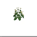 Vibrant Yellow Flowers With Lush Green Leaves Growing In Fresh Natural Environment