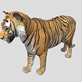 Realistic 3D Tiger Model With Detailed Fur And Striped Pattern 3d model