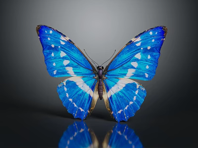 Beautiful Blue Butterfly With White Spots And Spread Wings On Gray Background Reflection 3d model