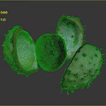 Split Spiky Chestnut Shell Revealing Red Kernel On Dark Background