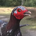 Spotted Reptile With Red Head Standing On Grass In Natural Woodland Habitat