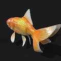 Bright Orange Goldfish As Aquatic Animal With Shiny Scales White Fins And Tail