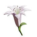Beautiful Lily Flower with Delicate Petals Stamens and Green Stem Leaf