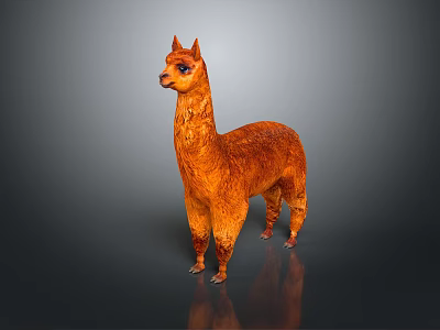 Orange Llama Standing On Gray Background With Realistic Fur And Reflection 3d model