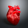 3D Rendered Human Heart Organ Model Showing Detailed Red Anatomical Texture