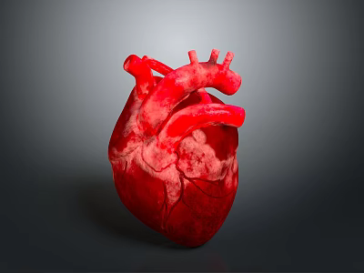 3D Rendered Human Heart Organ Model Showing Detailed Red Anatomical Texture 3d model