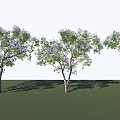 Lush Trees With Purple Flowers Green Leaves On Grass And Long Shadows