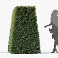 Tall Well Trimmed Conical Shrub with Female Silhouette in High Heels Standing Outdoors