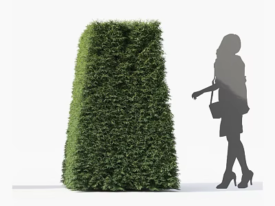 Tall Well Trimmed Conical Shrub with Female Silhouette in High Heels Standing Outdoors 3d model