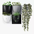Hanging Potted Plants With Black White Pots And Green Vines For Indoor Decoration
