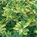 Sunlit Lush Green Shrubs With Diverse Healthy Foliage And Leaf Varieties