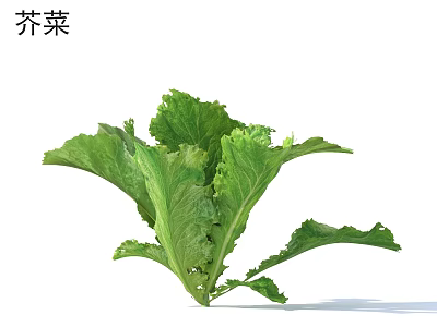 Fresh Organic Mustard Greens With Crisp Green Leaves For Healthy Recipes 3d model