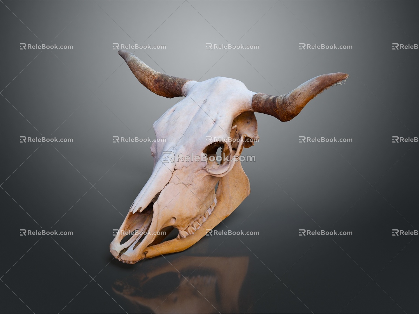 Beast Head Antelope Skull Sheep Skull Decorations Animal Bone PBR PBR Item Cow Skull 3d model