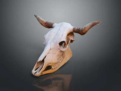 Natural Cow Skull Animal Wall Decor With Horns For Home Decoration 3d model
