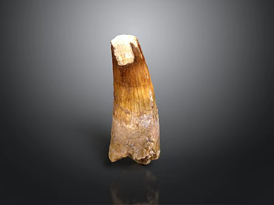 Ancient Creature Tooth Fossil with Brown White Textured Surface on Dark Background 3d model