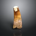 Ancient Creature Tooth Fossil with Brown White Textured Surface on Dark Background