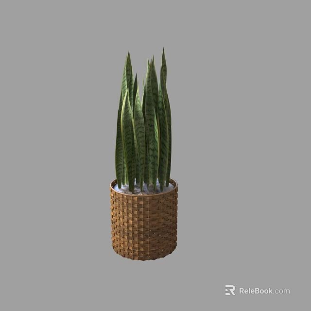 Potted Snake Plant With Long Green Leaves In Woven Basket Pot 3d model 