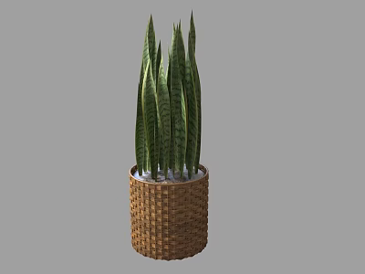 Potted Snake Plant With Long Green Leaves In Woven Basket Pot 3d model