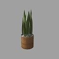 Potted Snake Plant With Long Green Leaves In Woven Basket Pot