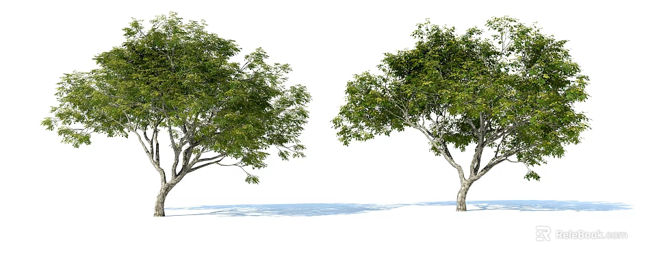 Arbor Trees With Lush Green Foliage And Tall Trunks On White Background 3d model 