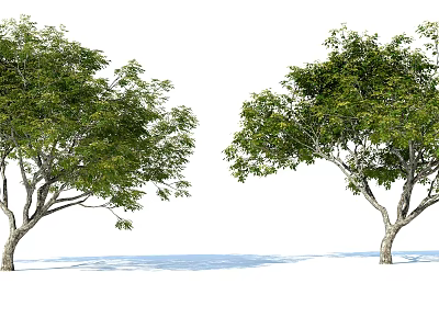 Arbor Trees With Lush Green Foliage And Tall Trunks On White Background 3d model