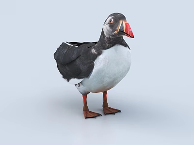 Puffin With Black And White Plumage Red Beak Orange Feet Standing On Gray Background 3d model