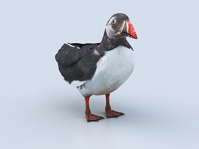 seagull seabird guabird flying bird 3d model